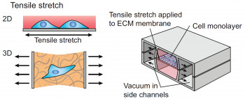 Schematic showing how mechanical stimulation can be applied to cells in an organ-chip