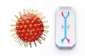 covid-19 virus and organ-chip (not to scale)