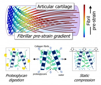 Fibrillar gradients in pre-strain across the thickness of bovine articular cartilage (top) are disrupted in when proteoglycan is enzymatically removed as well as under static compression.
