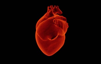 Cells in the heart sense stiffness by measuring contraction forces and resting tension simultaneously