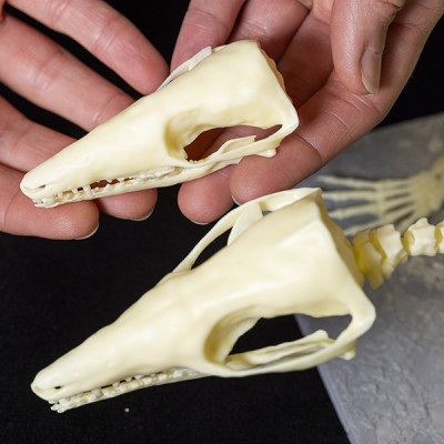 Enlarged, 3D printed models of krusatodon kirtlingtonesis skeletons.(c) Duncan Mc Glynn