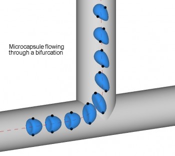 Microcapsule flowing through a bifurcation